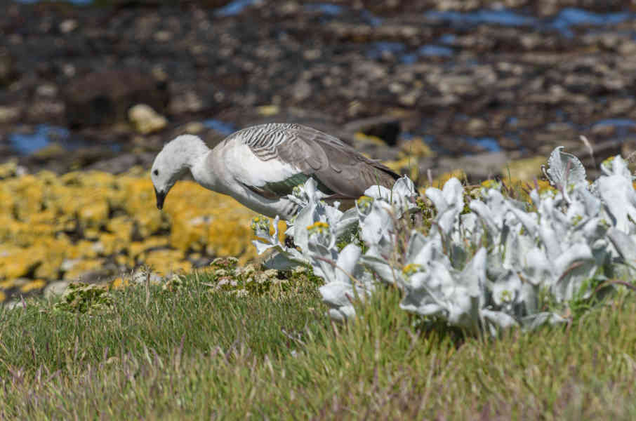 Ganso de Montaña - islas Falkland o Malvinas 03.jpg